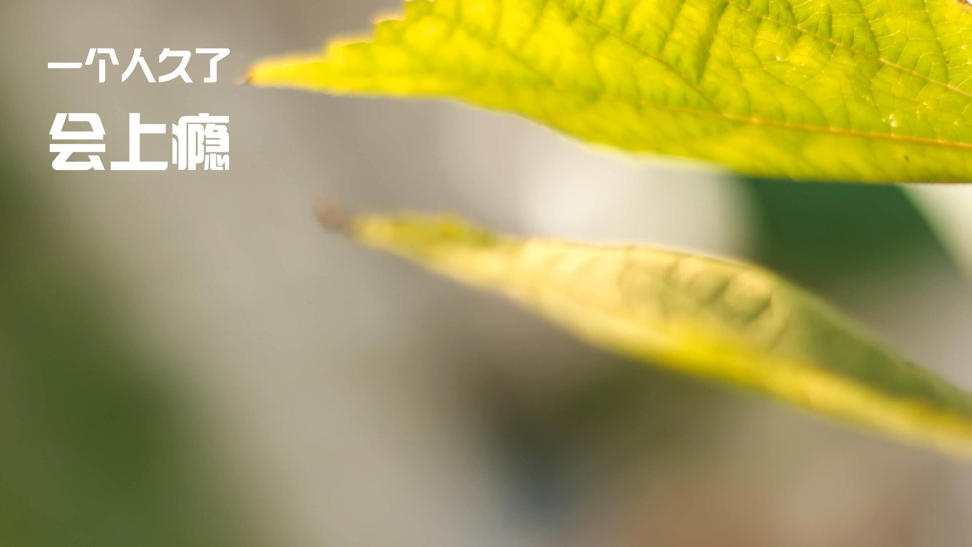 从爱尔兰到荷兰的逆袭之路，当凯恩在抢七之夜化身季后赛之神